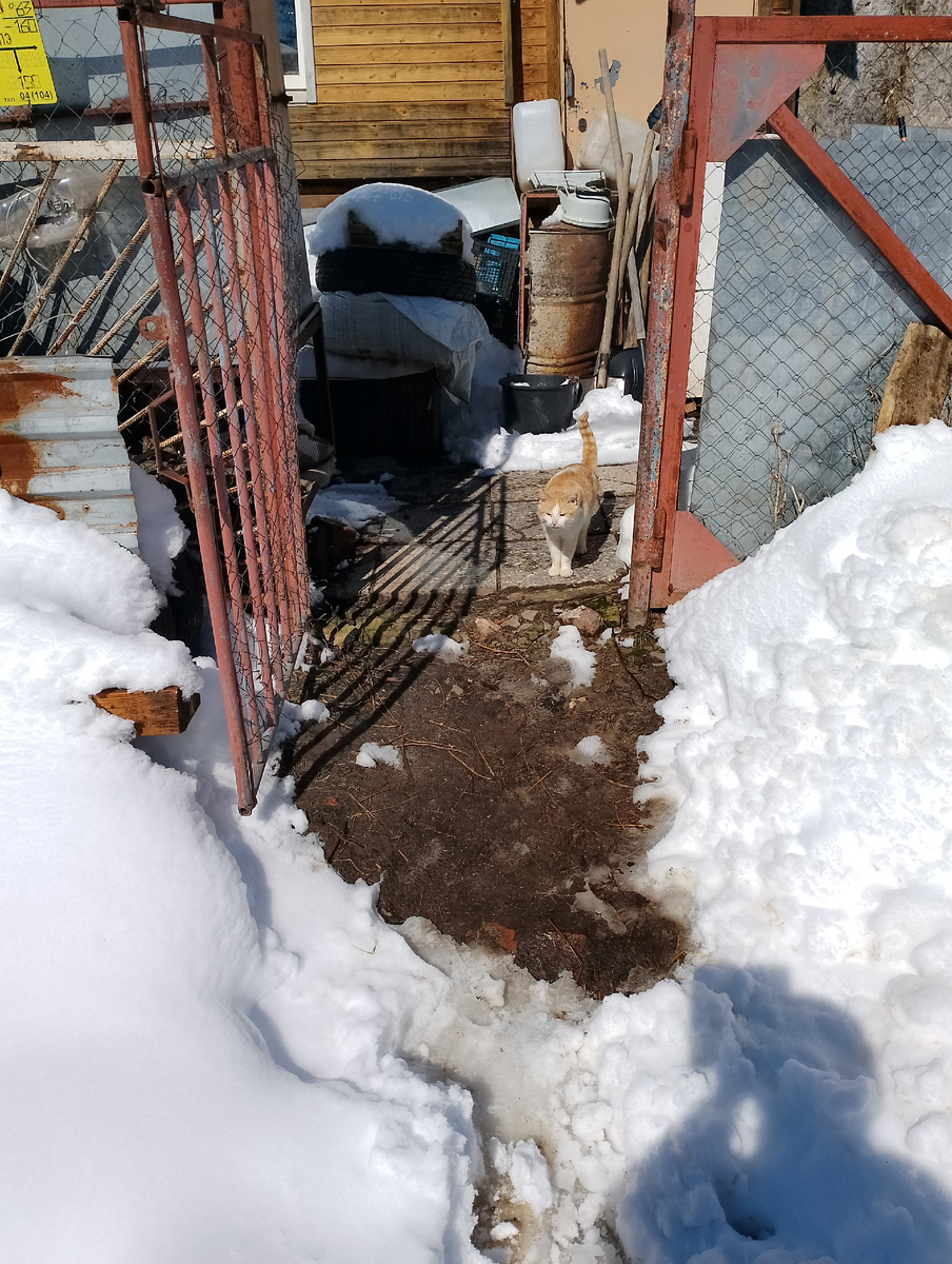 Барсик. Кот.😺