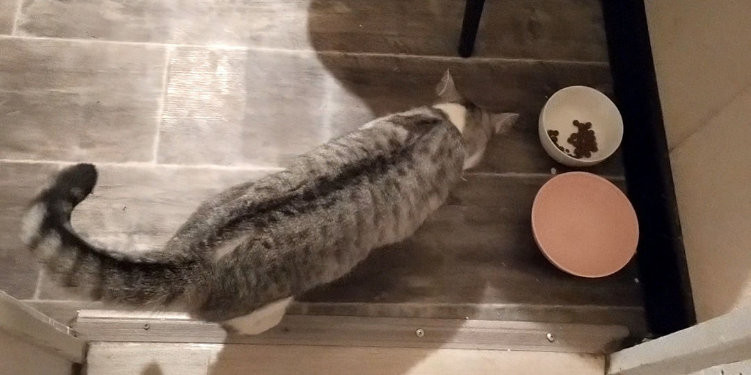 Как заставить кошку есть курицу