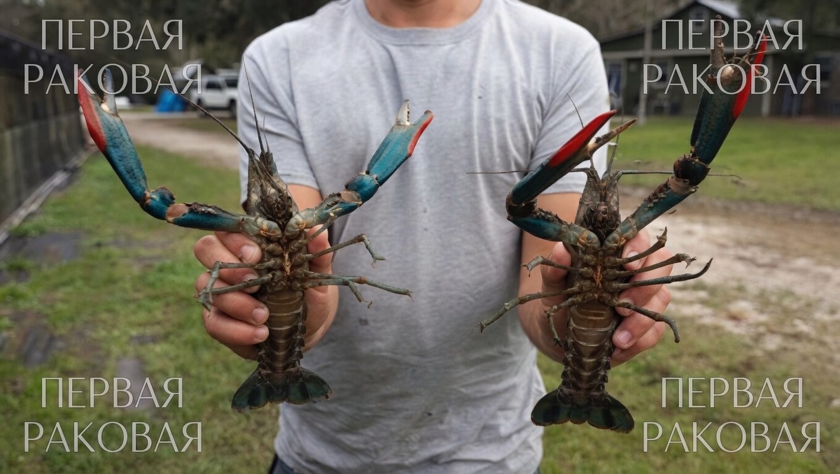 ферма разведения австралийского рака