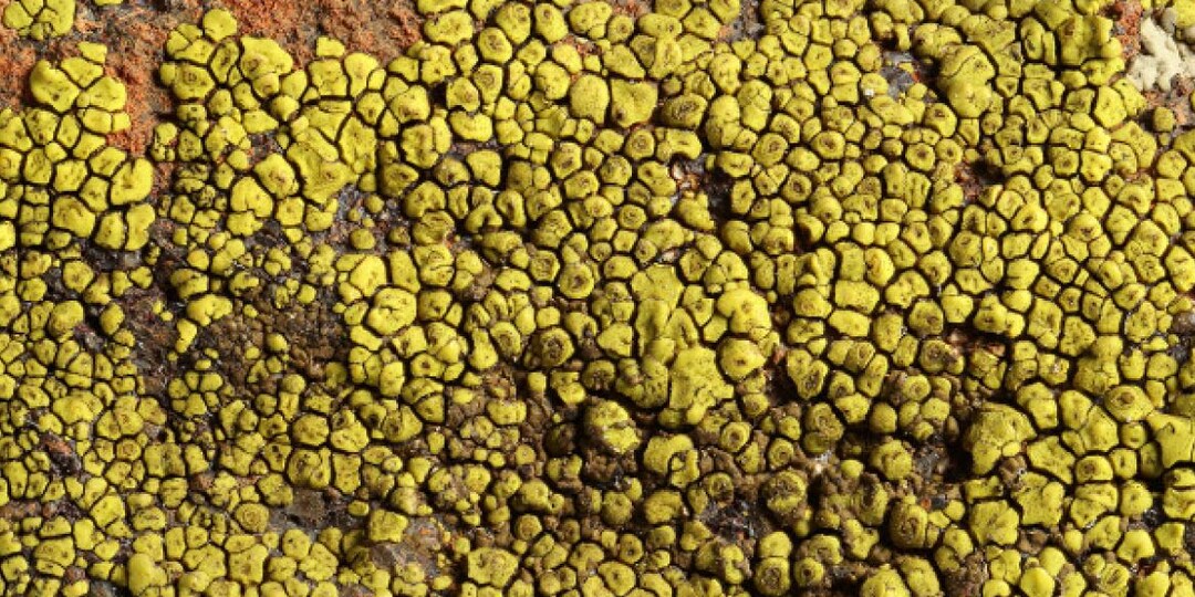 Акароспора: Лишайник, который не так прост