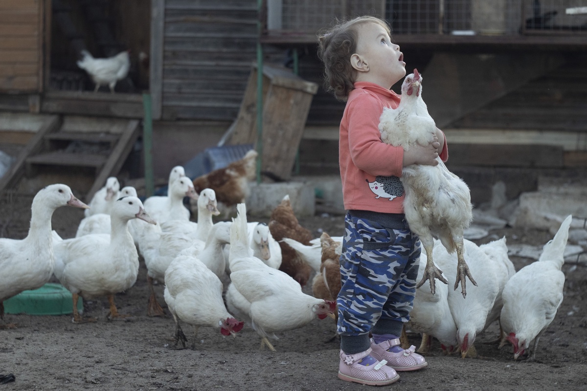    Чтобы не лишить ребенка счастья, заводите кур только там, где положено. / Мария Разумова