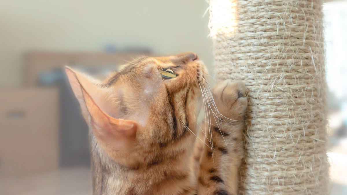    Когтерез не заменяет кошке когтеточку