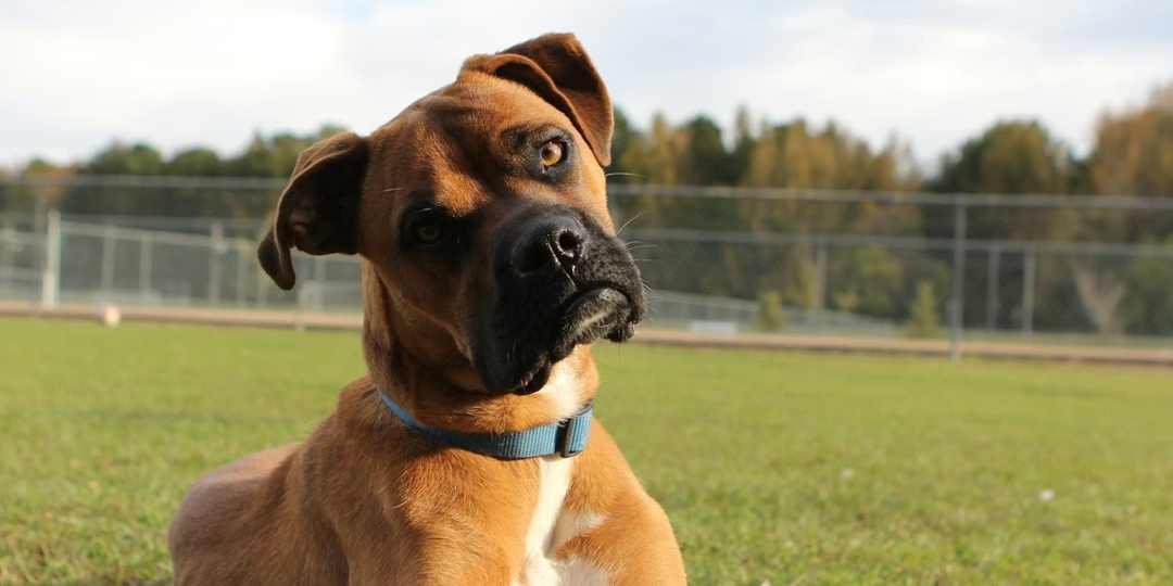 Почему собаки любят наклонять голову?