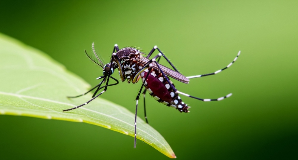 В России ожидается нашествие комаров: готовимся к обороне