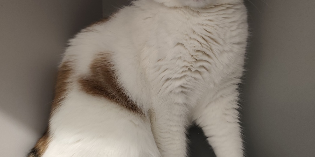 Кошка Белла ищет дом 🏠