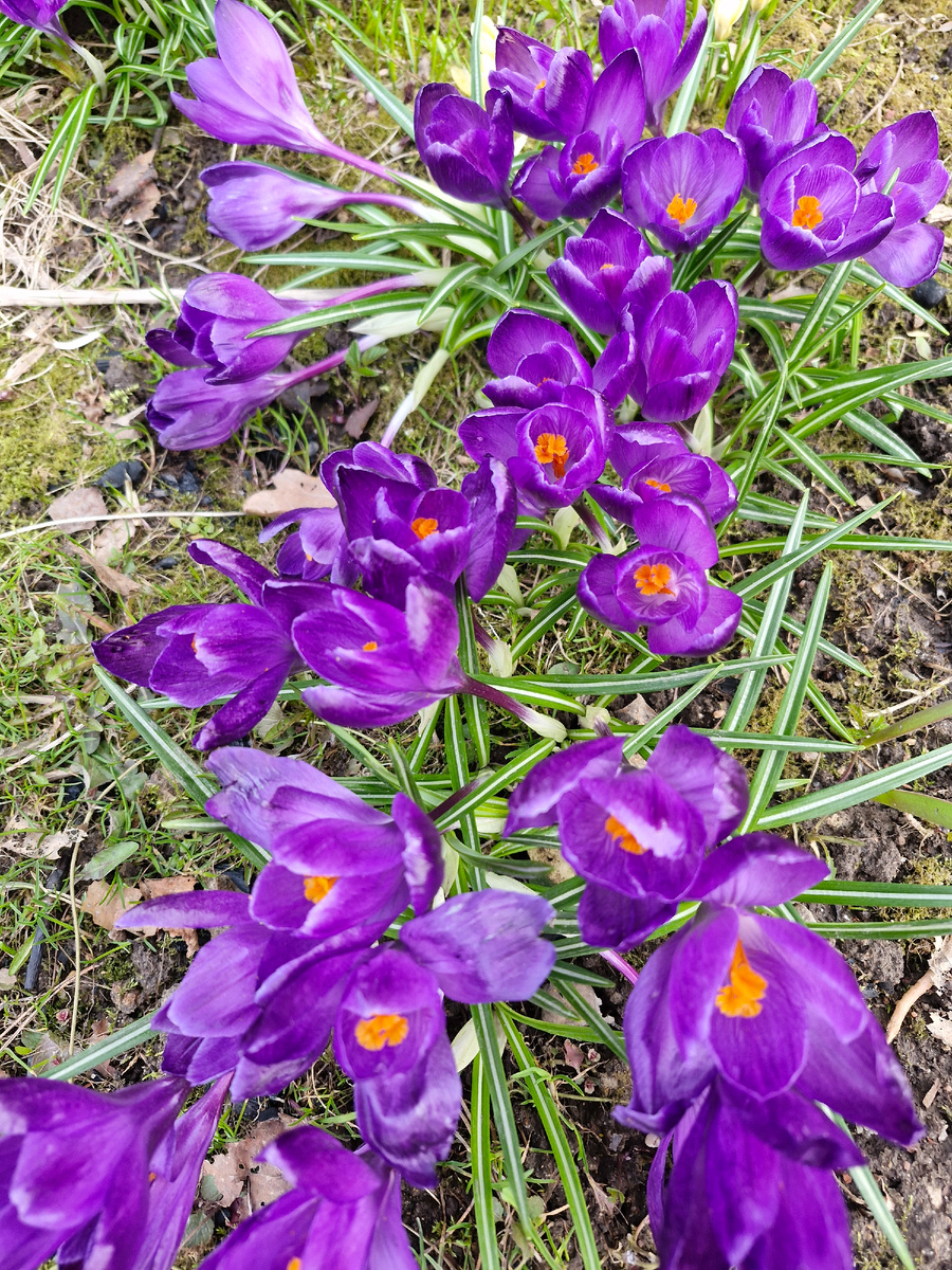 Полянка крокусов пострадавшая от мороза