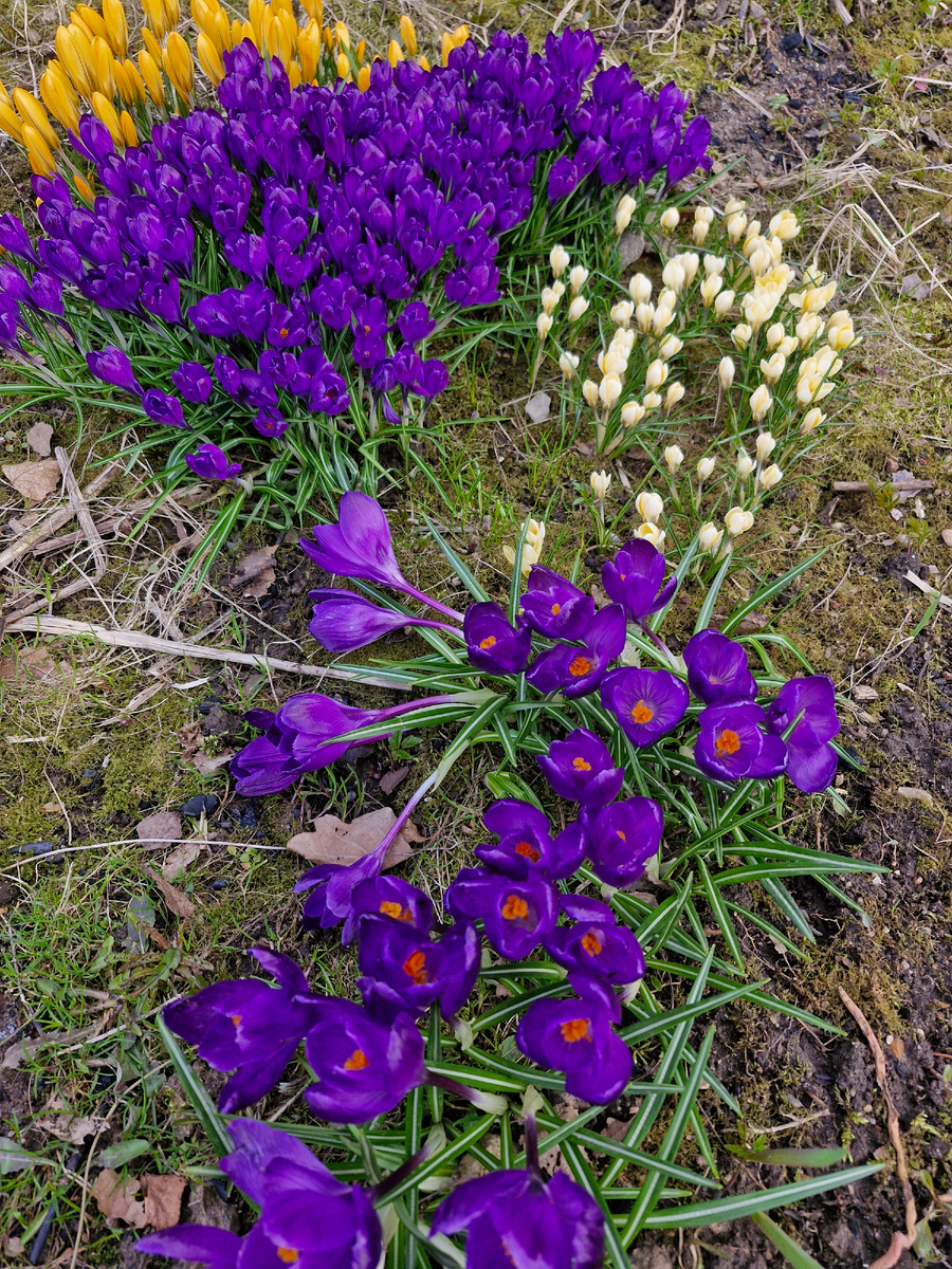 Вот у беленьких цветочки мелче и сами они ниже. 
