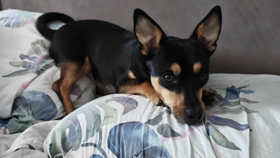 Привет от Баси♥В приюте был Винтиком