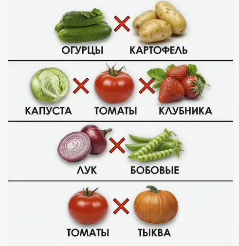 🌿⚠️ ПОЧЕМУ НЕКОТОРЫЕ ОВОЩИ НЕЛЬЗЯ САЖАТЬ РЯДОМ: НЕ «СУЕВЕРИЯ», А БИОЛОГИЯ