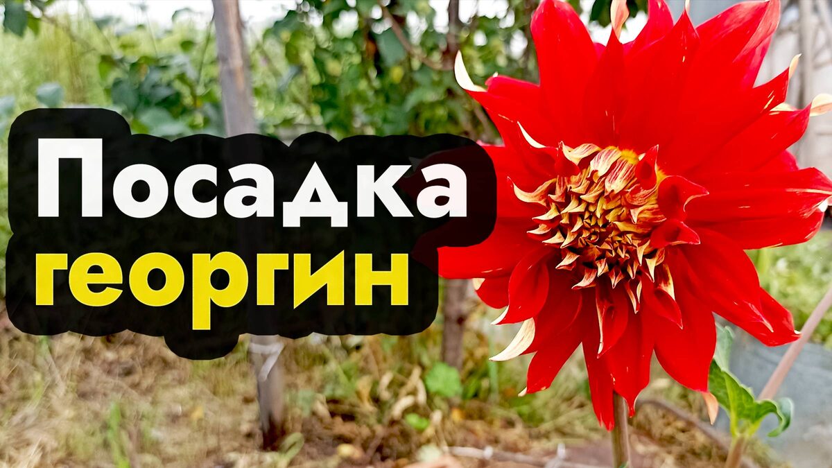 амурский огород