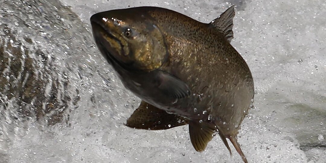 Ученые создадут искусственный паводок, чтобы помочь рыбам Дона нереститься