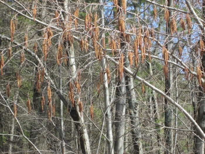 Цветущая ольха серая в апреле (фото из архива автора)