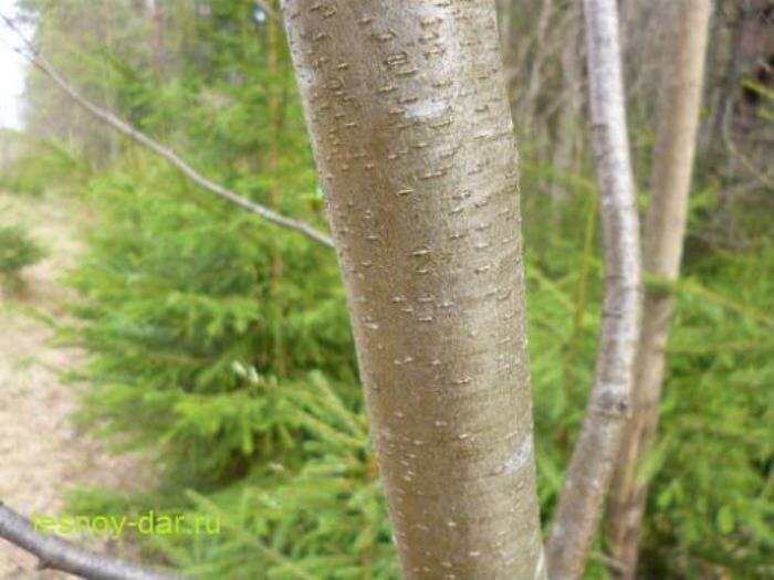 Ствол ольхи серой (фото с блога "Лесная кладовая")