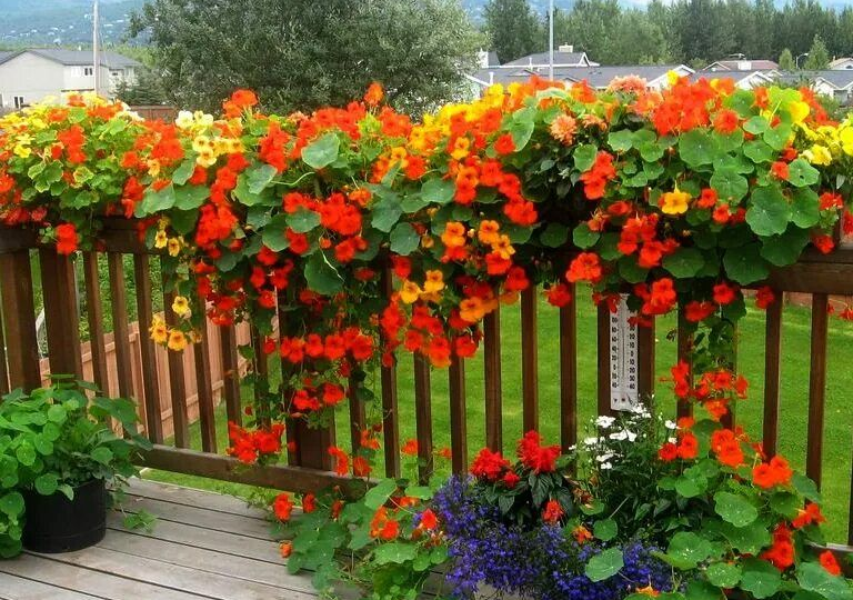 🌸 ЦВЕТЫ, КОТОРЫЕ ЛЮБЯТ БЕДНУЮ ПОЧВУ: КРАСИВО БЕЗ УДОБРЕНИЙ
