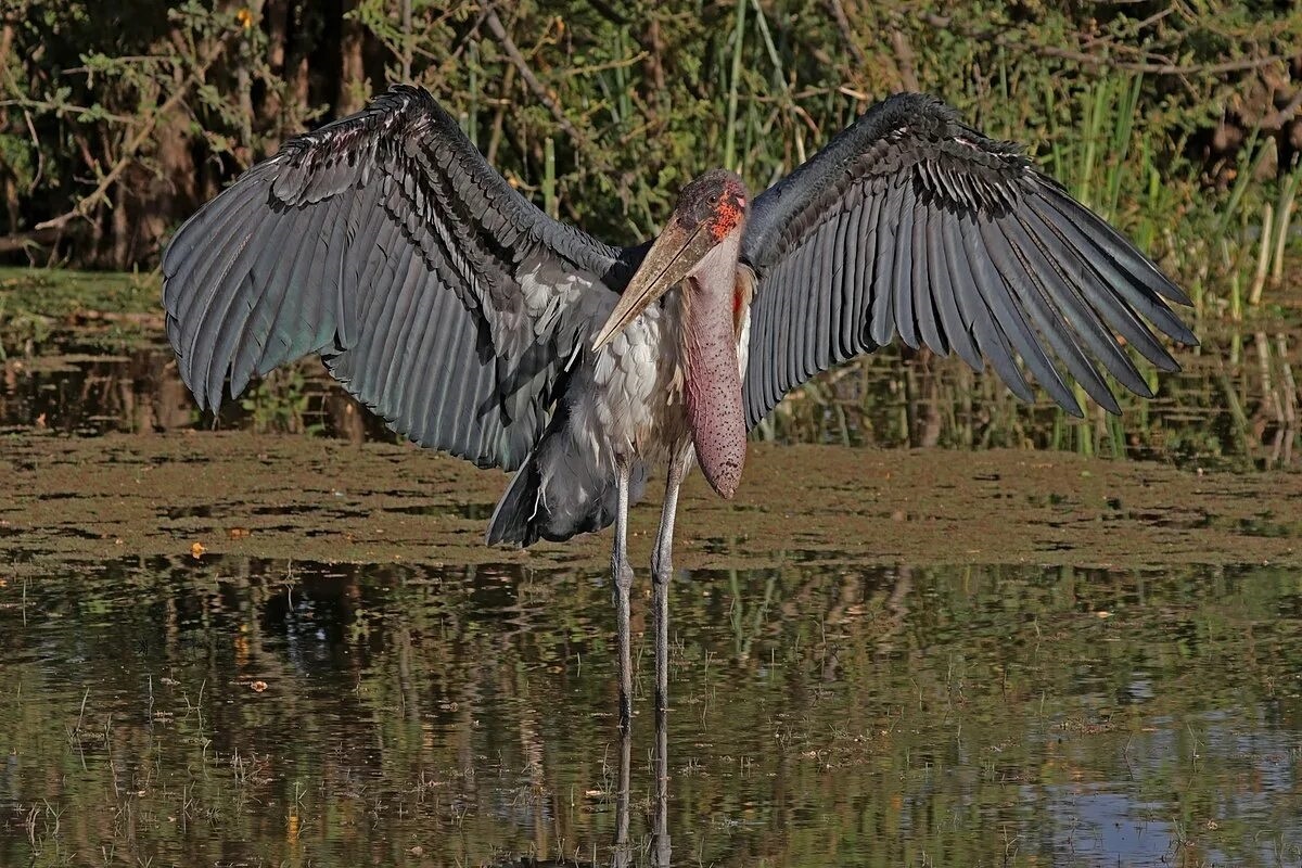 Марабу, фото с сайта: https://wiki2.org/en/File:Marabou_stork_(Leptoptilos_crumenifer)_spreading_wings_2_jpg
