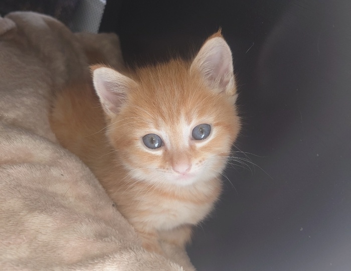 Помогите спасти котейку!