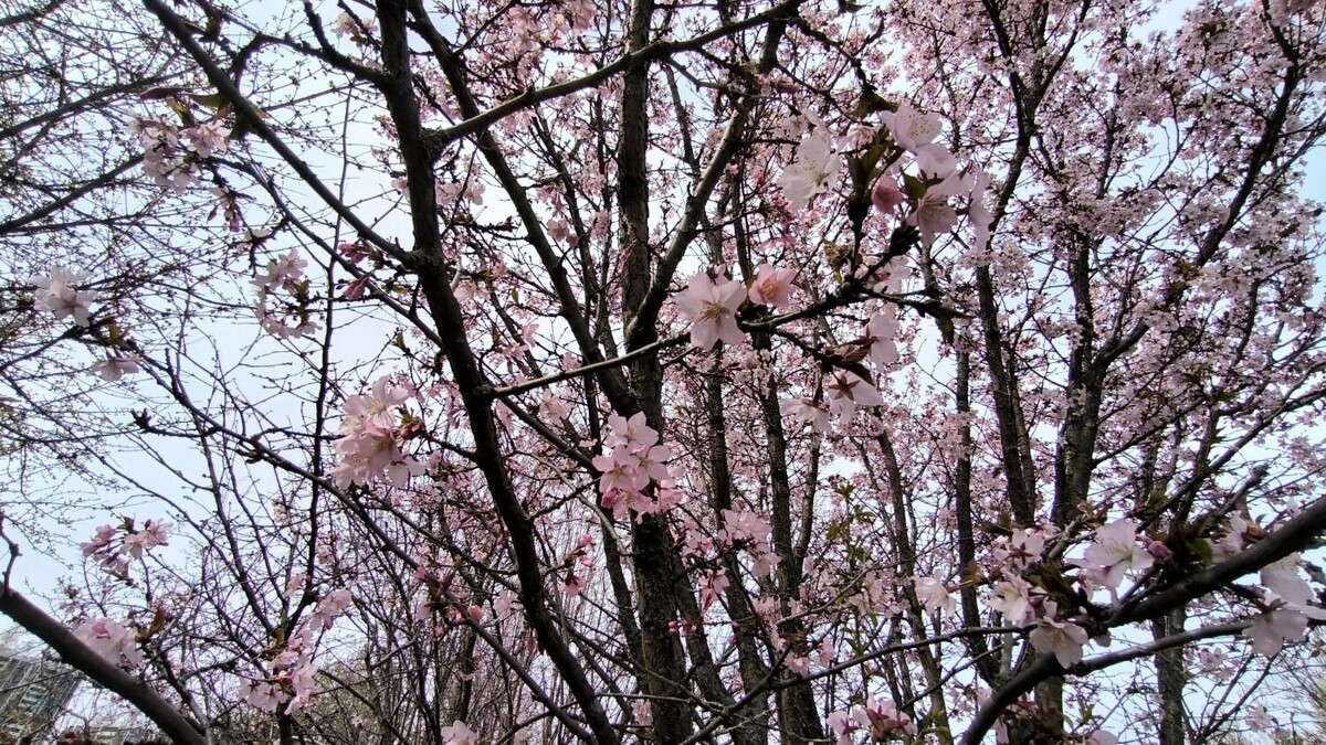    Сакура в Уфе   Кристина Иванова / mkset.ru