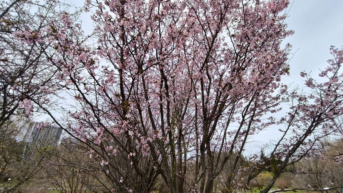    Сакура в Уфе   Кристина Иванова / mkset.ru