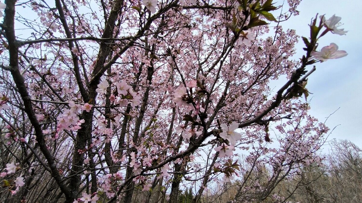    Сакура в Уфе   Кристина Иванова / mkset.ru