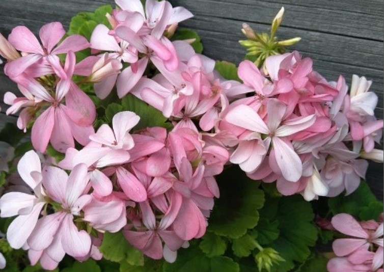 Elnarid’s Froken Flora - тимпичная пеларгония Фрутеторум.