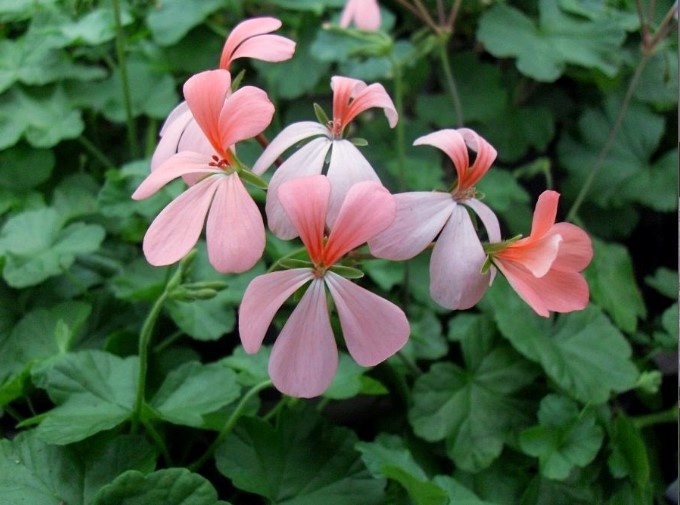 Впервые описалал этот вид биолог R.A. Dyer.