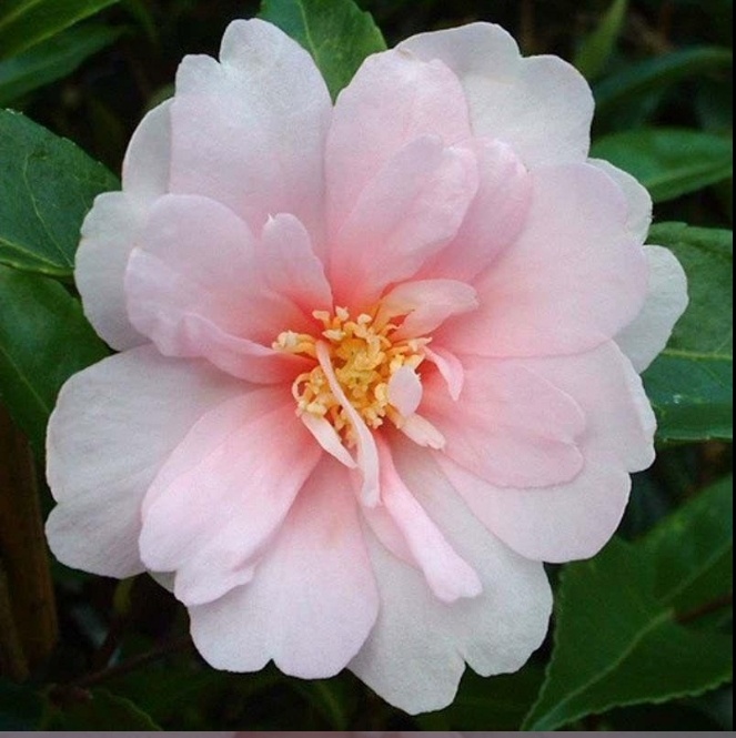 Этот сорт камелии отличается нежными, светло-розовыми цветами с насыщенным ароматом. Цветение происходит с октября по декабрь