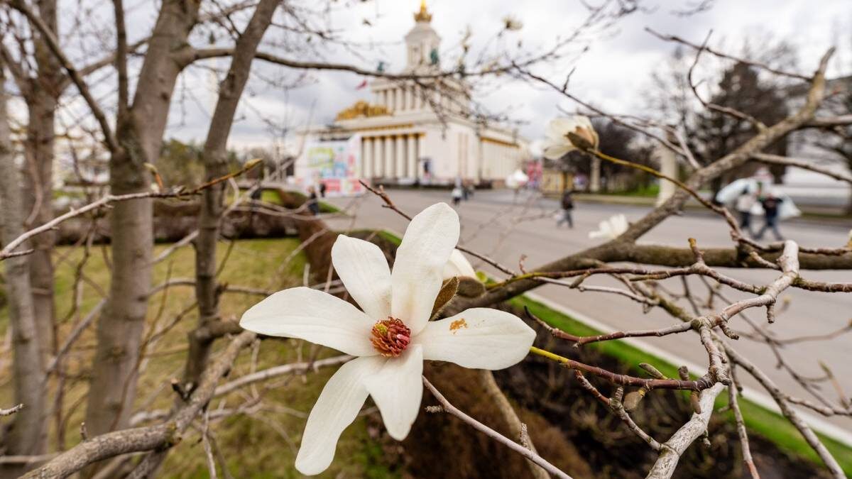    Начало цветения магнолии кобус около фонтана «Дружба народов» / Фото: Пресс-служба ВДНХ