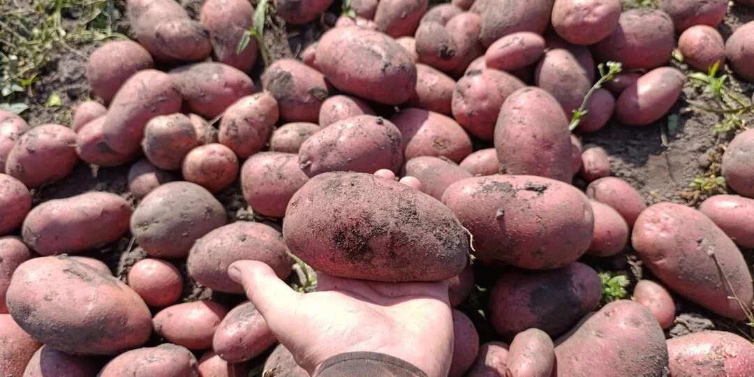 Овощи помогут в трудные времена