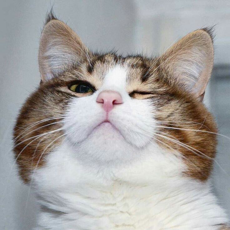 источник Яндекс-картинки