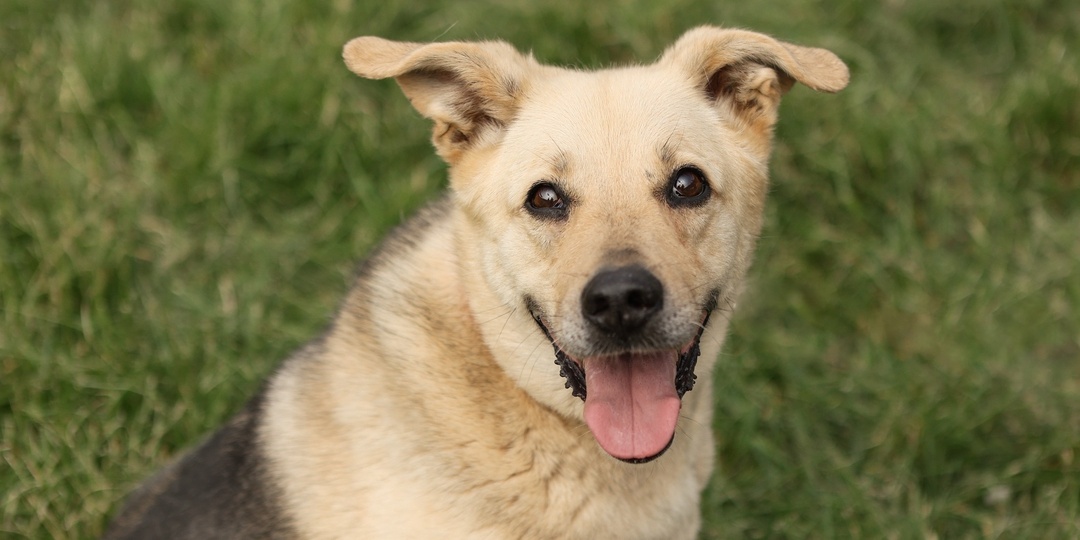 А давайте сделаем собаке из приюта пластическую операцию. И сделали!
