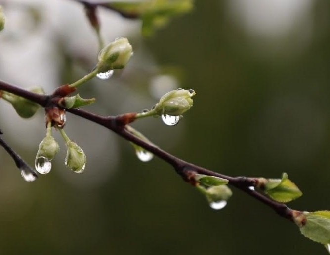 Апрельские холода 2026 – спасаем яблони, вишни и абрикосы вместе с экспертом