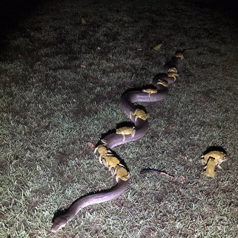 Питон Монти и его ядовитые попутчики