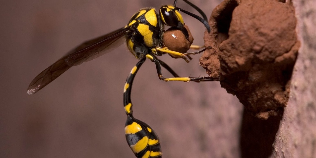 Пчела остановила самолёт