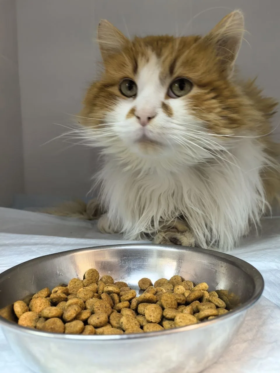 Не зря кормим его лучшим кормом)) И, конечно, лечим у лучших врачей!