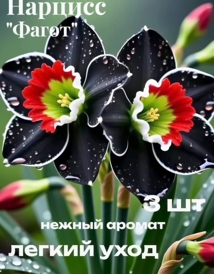 Луковицы нарцисса. 863612877