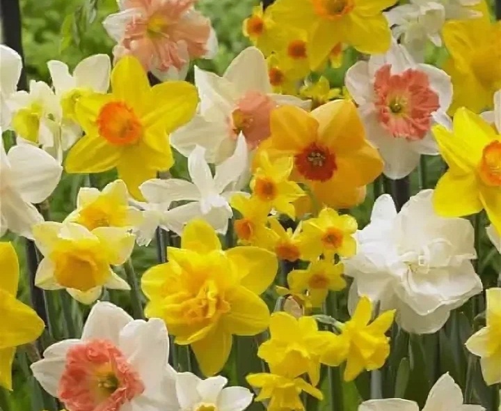 Фото из интернета.