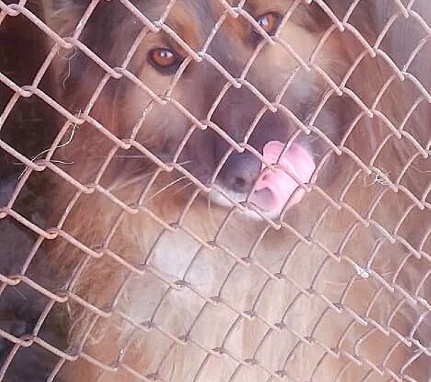 SOS!!! Самому большому приюту в России всегда нужна ваша помощь!
