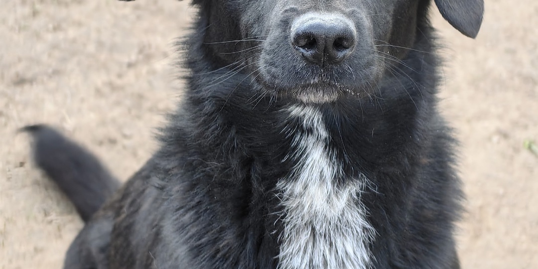 Кошка в теле собаки, которая коротает свои дни без человека и смысла...