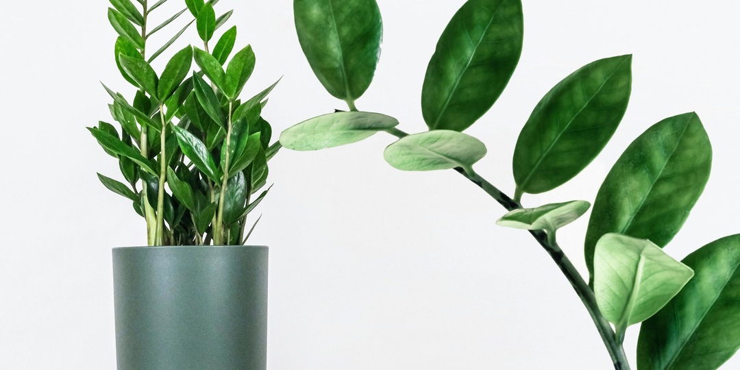 Подружиться с «долларовым деревом»: рассказываем, как правильно ухаживать за замиокулькасом