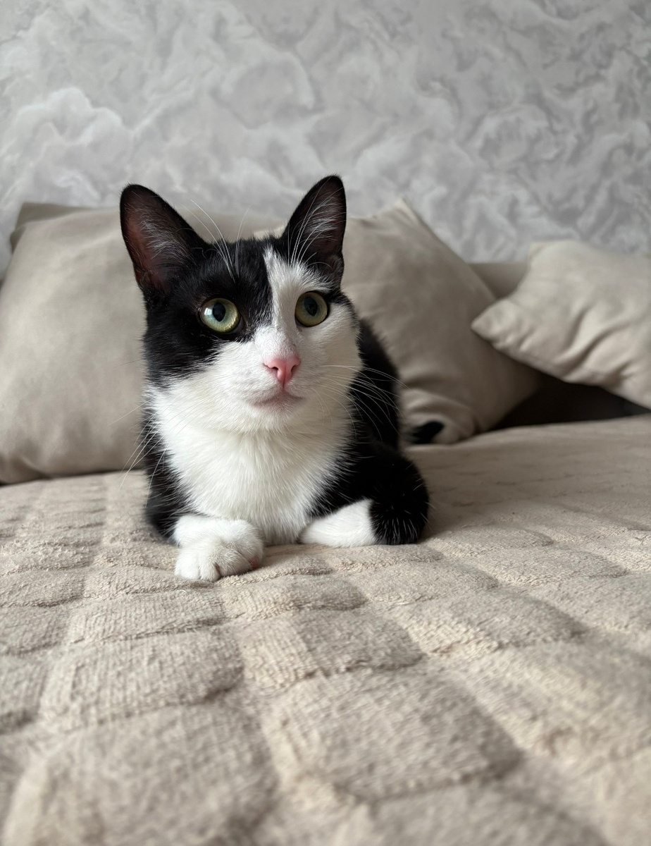 Котик: два в одном. 