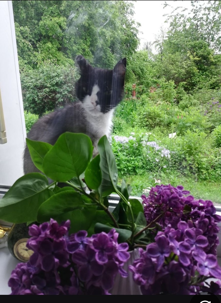 Подобранный старый кот. Его левую сторону мордочки "скопировал" котик, которого предлагают. 