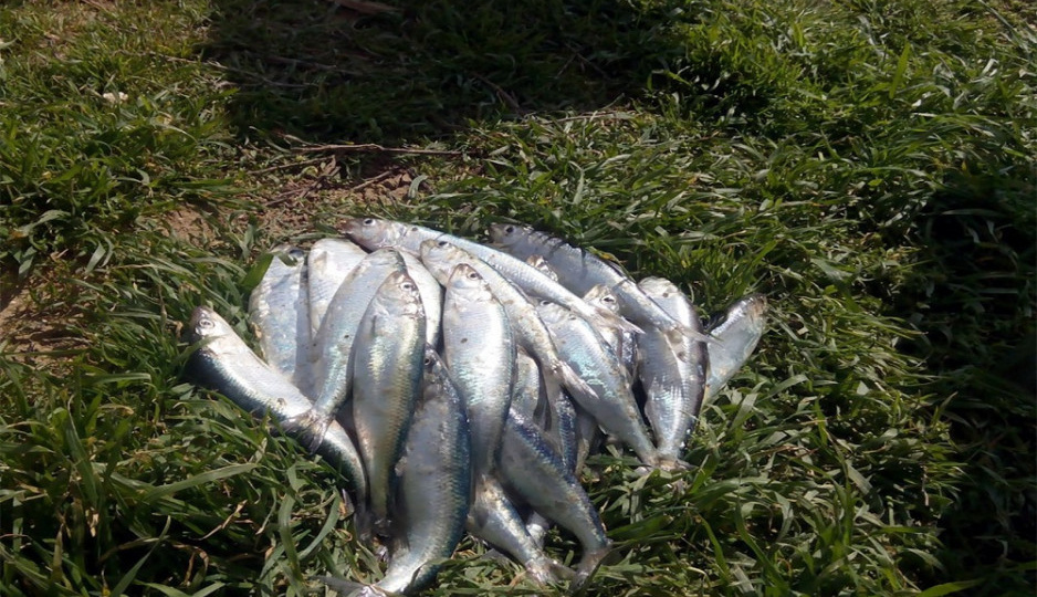 Ростовские учёные проверили рыбу из Дона на токсины и радиацию