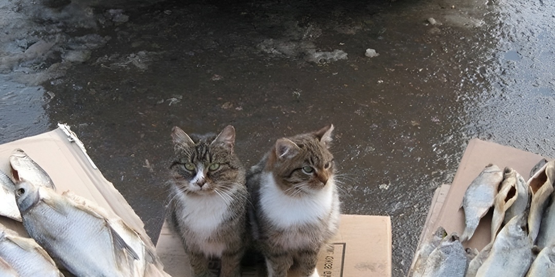 Мемы с котиками для отличного настроения: 15 смешных фото, которые помогут справиться с проблемами