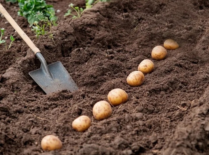 Картофельный Рай: вношу в лунки при посадке картошки ядренную природную подкормку