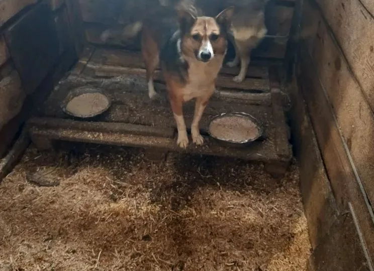 Приют «Лучший друг» на грани выживания (почти 400 собак и кошек ждут чуда от вас, друзья!)