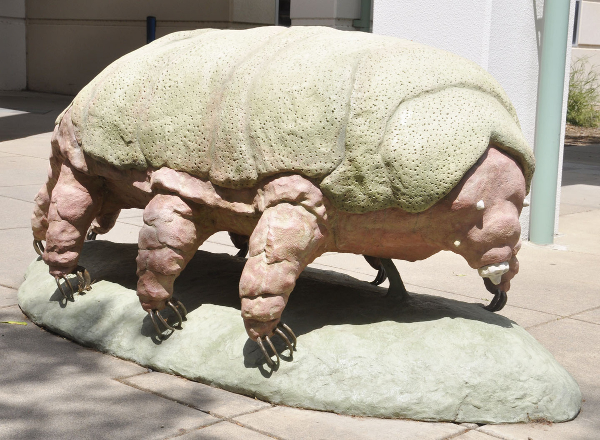 Эта скульптура установлена перед Музеем энтомологии Бохарта при Калифорнийском университете в Дэвисе. Она была создана Соломоном Басоффом и установлен в 2021 году. Для большего, 