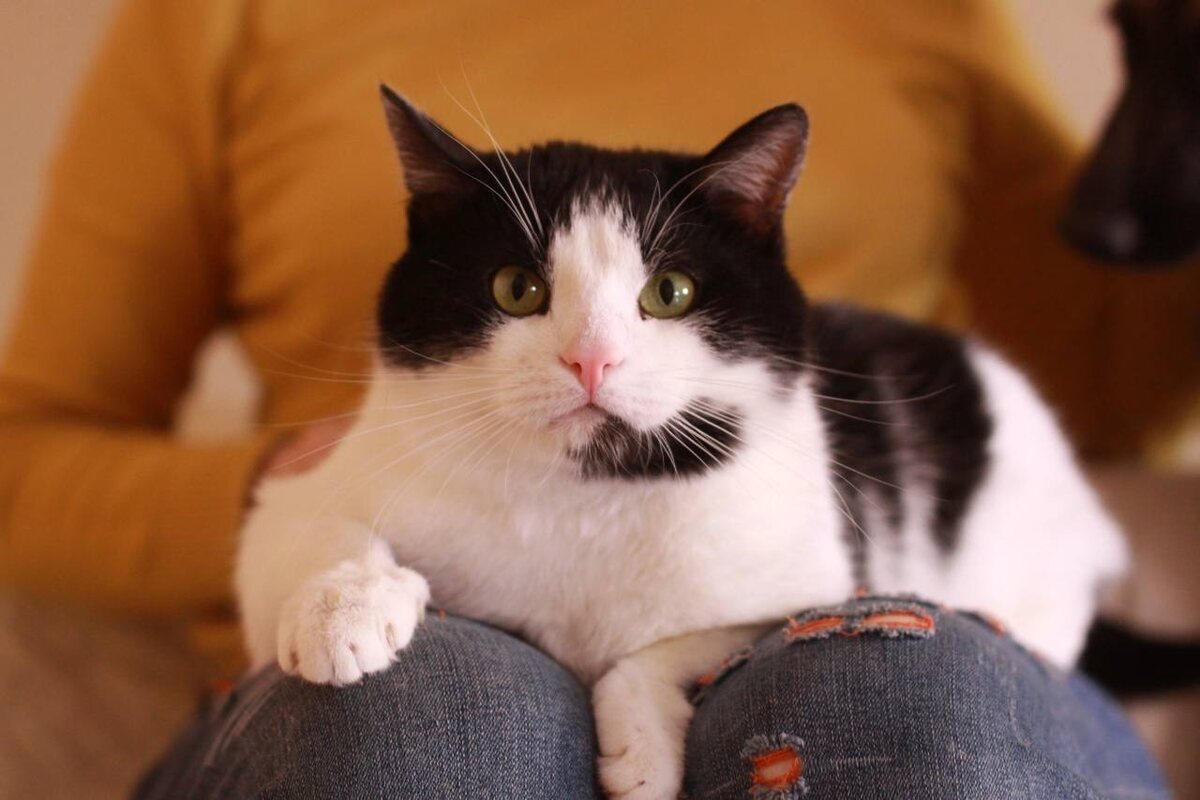 Феденька - наш самый засидевшийся подопечный, который уже больше двух лет мечтает о собственном доме. А может в честь Дня Рождения группы и ему наконец повезёт?