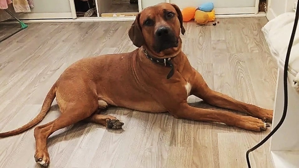 🐾 ШОН: риджбек с большим сердцем и грустной историей. Просим помощи! 🙏