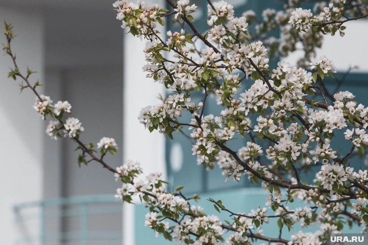     Метеорологи ожидают, что в мае в российских регионах не повторятся апрельские сюрпризы, подобные снегопадам