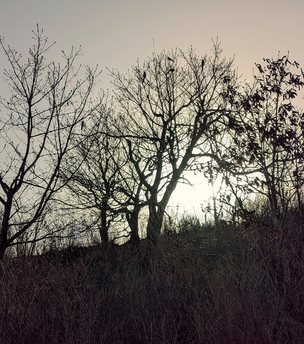 На дубе расположилась стая сорок. 